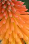 Closeup of the red hot poker tubular flowers, New Mexico Art Print